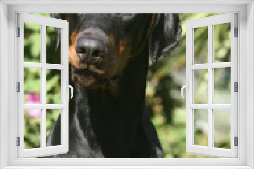 Fototapeta Naklejka Na Ścianę Okno 3D - portrait du dobermann docile