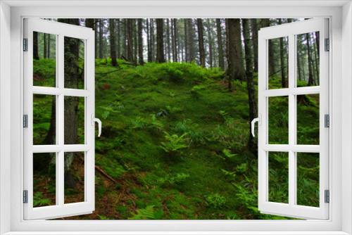 Fototapeta Naklejka Na Ścianę Okno 3D - Trees in forest