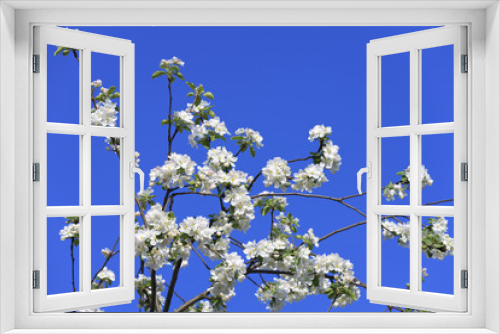Fototapeta Naklejka Na Ścianę Okno 3D - blossomed tree