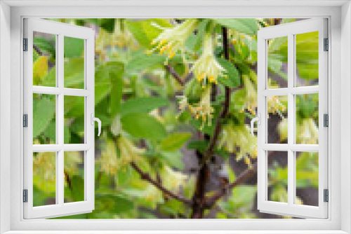 Fototapeta Naklejka Na Ścianę Okno 3D - Lonicera  Caerulea  Kamtschatica flowers