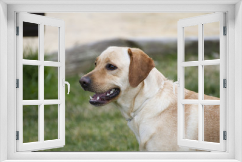 Fototapeta Naklejka Na Ścianę Okno 3D - A Brown labrador in a grass field