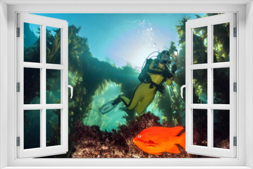 Fototapeta Naklejka Na Ścianę Okno 3D - Garibaldi Fish at Catalina Island, USA