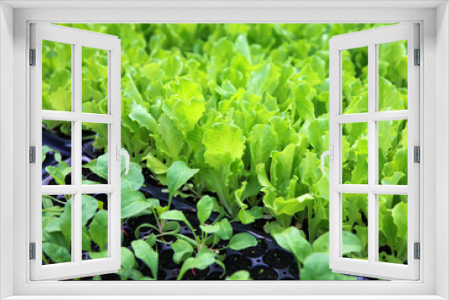 Fototapeta Naklejka Na Ścianę Okno 3D - lettuce seedlings