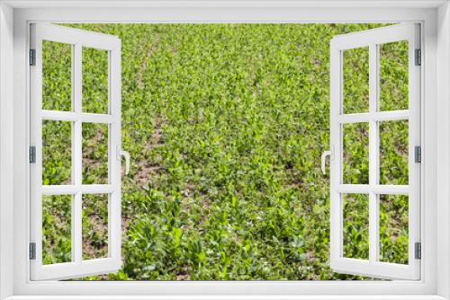 Fototapeta Naklejka Na Ścianę Okno 3D - green cereals, close-up  