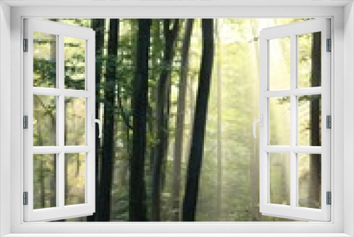 Fototapeta Naklejka Na Ścianę Okno 3D - Poranek w lesie