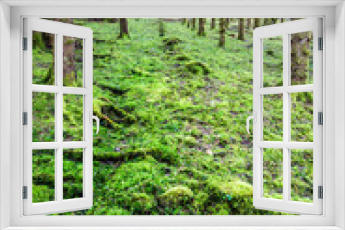 Fototapeta Naklejka Na Ścianę Okno 3D - Verte forêt