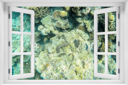 Fototapeta Naklejka Na Ścianę Okno 3D - exotic marine life near Maldives island, tropical summer vacation concept 