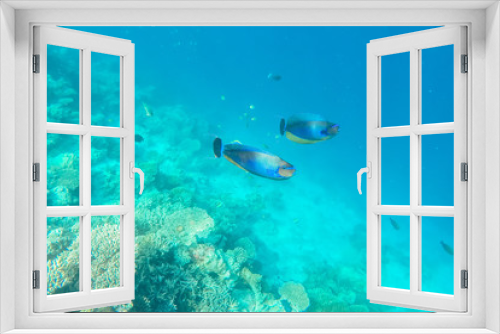 Fototapeta Naklejka Na Ścianę Okno 3D - exotic marine life near Maldives island, tropical summer vacation concept 