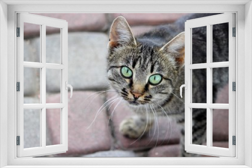 Fototapeta Naklejka Na Ścianę Okno 3D - Кошка смотрит в глаза