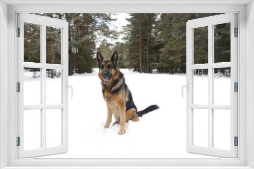 Fototapeta Naklejka Na Ścianę Okno 3D - Dog on snow