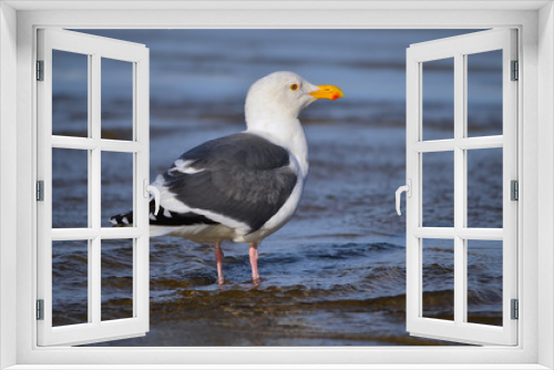Fototapeta Naklejka Na Ścianę Okno 3D - A seagull stands on the beach