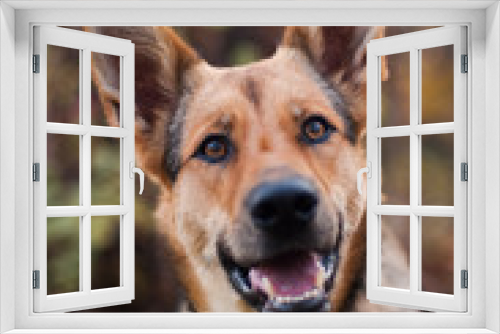 Fototapeta Naklejka Na Ścianę Okno 3D - crossbred dog smart look