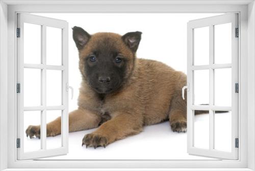 Fototapeta Naklejka Na Ścianę Okno 3D - puppy belgian shepherd malinois