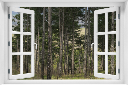 Fototapeta Naklejka Na Ścianę Okno 3D - Fir forest on a hillside