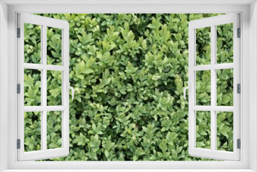 Fototapeta Naklejka Na Ścianę Okno 3D - Buchsbaum (Buxus Sempervirens)
