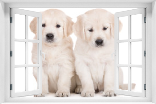 Fototapeta Naklejka Na Ścianę Okno 3D - two golden retriever puppies sitting on white