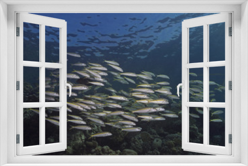 Fototapeta Naklejka Na Ścianę Okno 3D - Yellowfin Goatfish, Gelbflossen-Meerbarben (Mulloides vanicolensis)