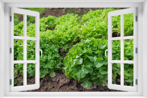 Fototapeta Naklejka Na Ścianę Okno 3D - Green fresh salad leave green oak in the row of Organic farm
