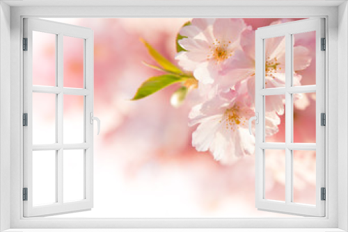 Fototapeta Naklejka Na Ścianę Okno 3D - Spring Cherry blossoms.