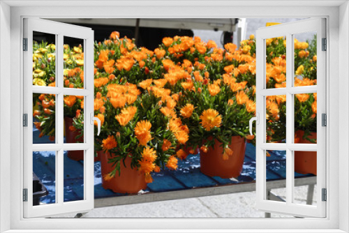 Fototapeta Naklejka Na Ścianę Okno 3D - detail of orange mesembryanthemum