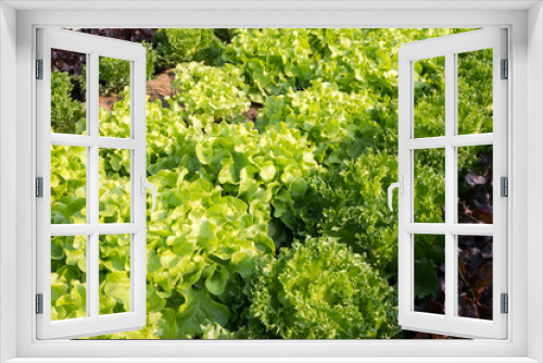 Fototapeta Naklejka Na Ścianę Okno 3D - Fresh lettuce in garden