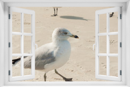 Fototapeta Naklejka Na Ścianę Okno 3D - Seagull walking the sand of a tropical beach