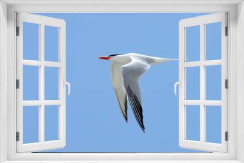 Fototapeta Naklejka Na Ścianę Okno 3D - One Royal Tern flying with a blue sky
