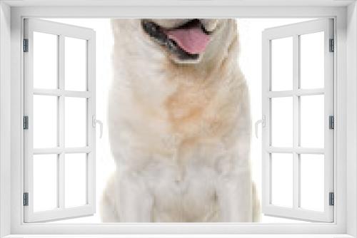 Fototapeta Naklejka Na Ścianę Okno 3D - male labrador retriever