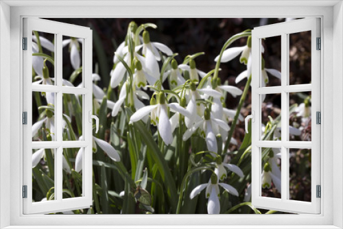 Fototapeta Naklejka Na Ścianę Okno 3D - first spring flowers snowdrops