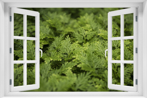 Fototapeta Naklejka Na Ścianę Okno 3D - great green bush of fern in the forest