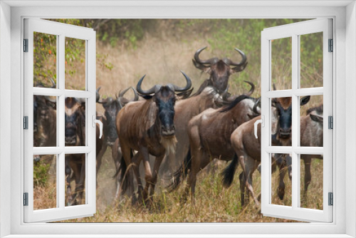 Fototapeta Naklejka Na Ścianę Okno 3D - Wildebeests running through the savannah. Great Migration. Kenya. Tanzania. Masai Mara National Park. An excellent illustration.