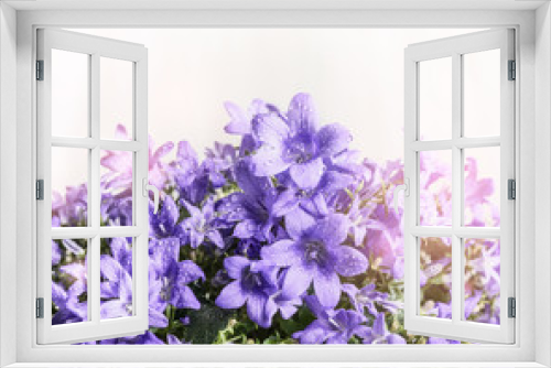 Fototapeta Naklejka Na Ścianę Okno 3D - Bell  flowers on white wooden background, close up, border