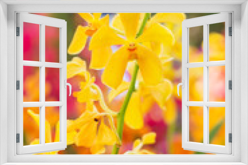 Fototapeta Naklejka Na Ścianę Okno 3D - Beautiful orchid