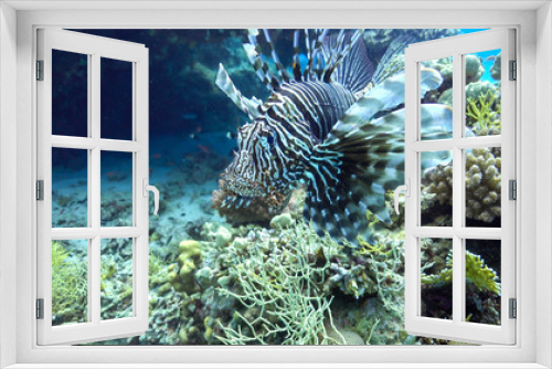 Fototapeta Naklejka Na Ścianę Okno 3D - African Lionfish on Coral Reef