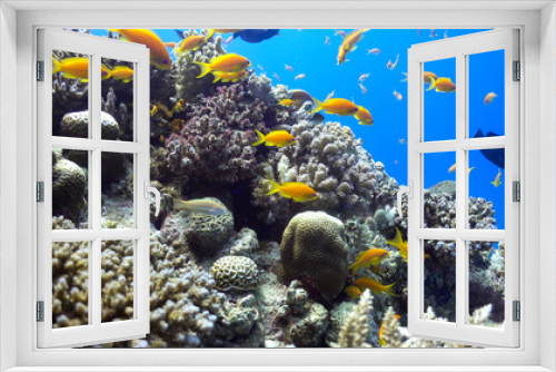 Fototapeta Naklejka Na Ścianę Okno 3D - Tropical Fish on Vibrant Coral Reef