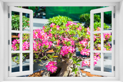 Fototapeta Naklejka Na Ścianę Okno 3D - impala lily 