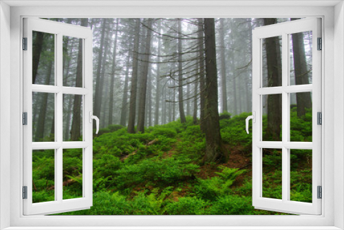 Fototapeta Naklejka Na Ścianę Okno 3D - Trees in forest