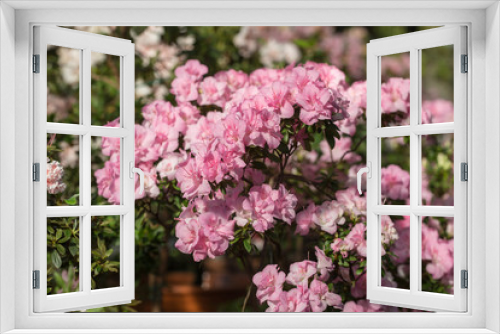 Fototapeta Naklejka Na Ścianę Okno 3D - pink azalea blossoms