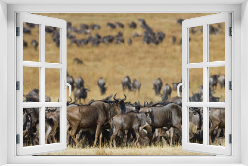 Fototapeta Naklejka Na Ścianę Okno 3D - Big herd of wildebeest in the savannah. Great Migration. Kenya. Tanzania. Masai Mara National Park. An excellent illustration.