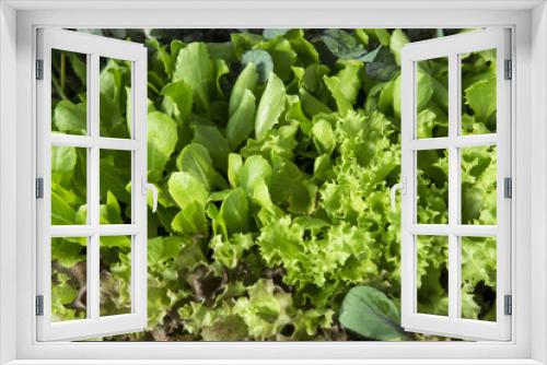 Fototapeta Naklejka Na Ścianę Okno 3D - Brotes de ensalada en agricultura ecológica. Gran Canaria, España