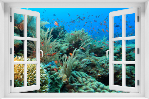Fototapeta Naklejka Na Ścianę Okno 3D - indo pacific coral reef