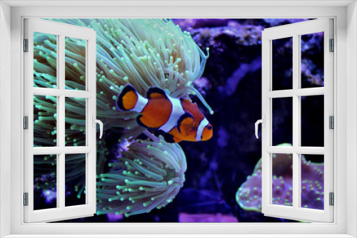 Fototapeta Naklejka Na Ścianę Okno 3D - Ocellaris Clownfish (Amphiprion ocellaris) 