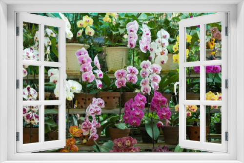 Fototapeta Naklejka Na Ścianę Okno 3D - orchid flowers