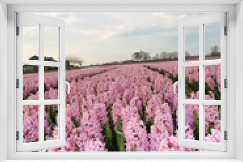 Fototapeta Naklejka Na Ścianę Okno 3D - Hyacinth season
