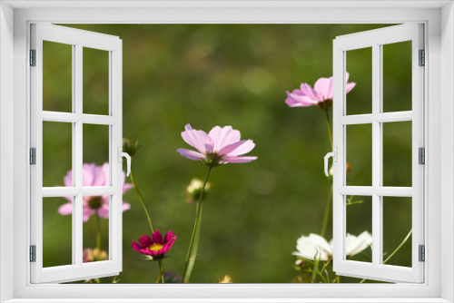 Fototapeta Naklejka Na Ścianę Okno 3D - nice flowers