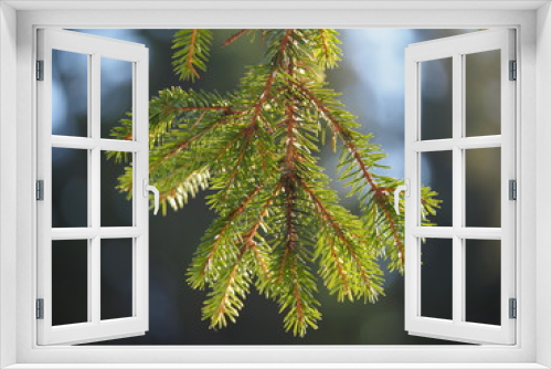 Fototapeta Naklejka Na Ścianę Okno 3D - spruce twig in the forest