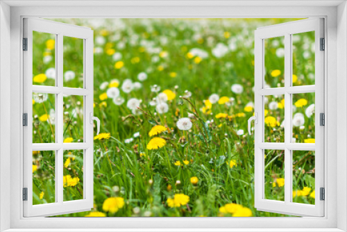 Fototapeta Naklejka Na Ścianę Okno 3D - Blooming dandelion on green meadow in springtime garden