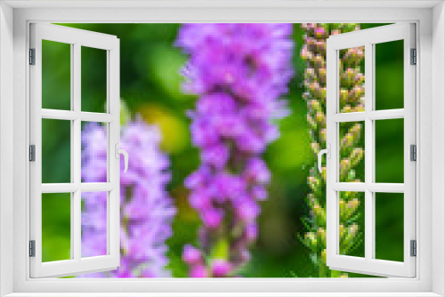 Fototapeta Naklejka Na Ścianę Okno 3D - flowering purple loosestrife plant (Lythrum Salicaria)