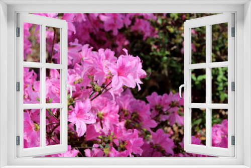 Fototapeta Naklejka Na Ścianę Okno 3D - azaleas 