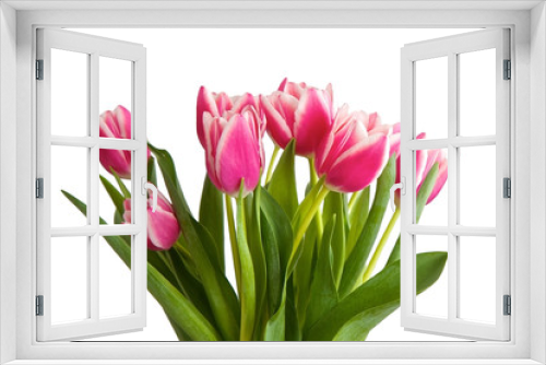 Fototapeta Naklejka Na Ścianę Okno 3D - Pink tulips isolated on a white background